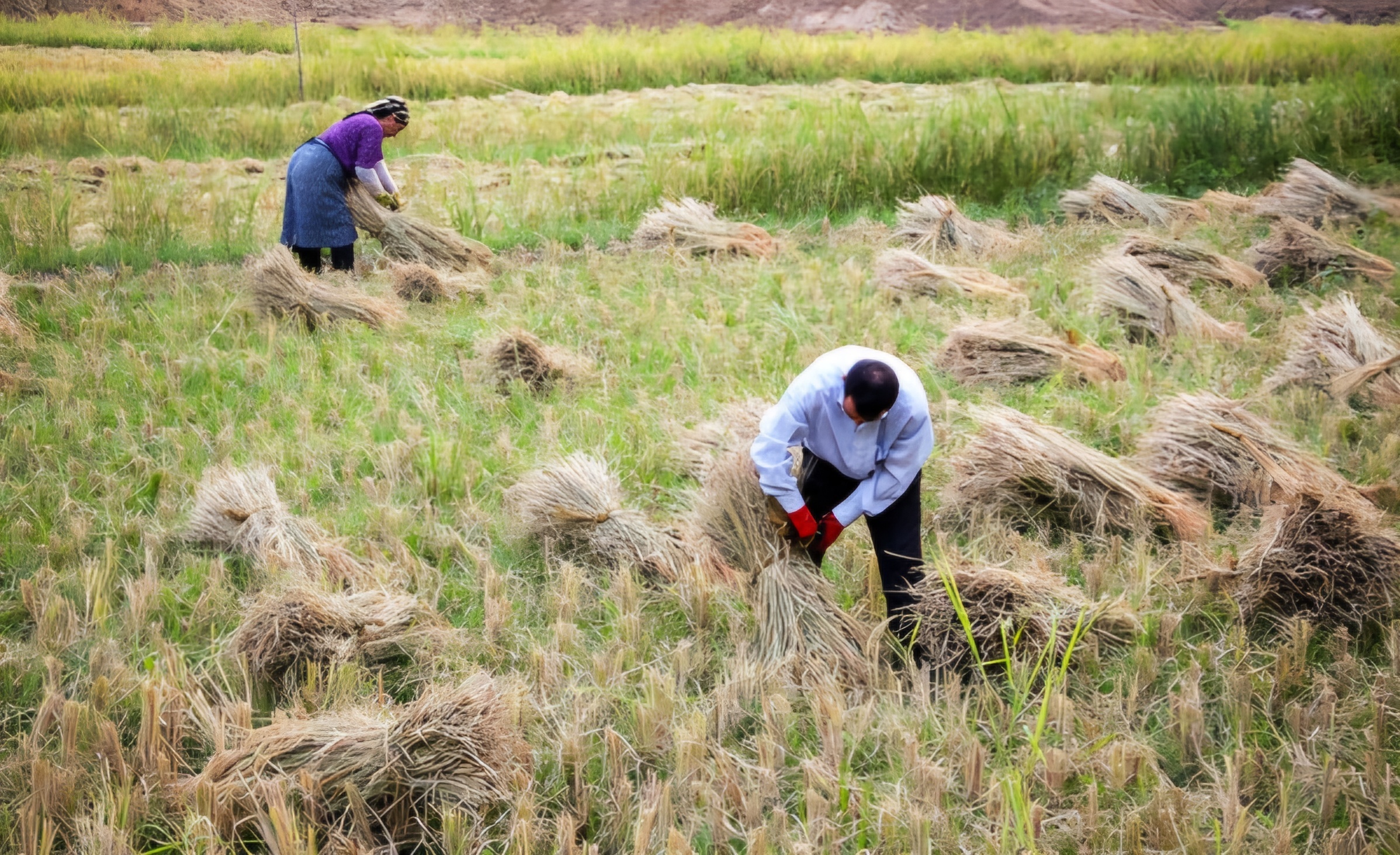 پیش&zwnj;بینی برداشت ۵ هزار تن برنج در سیروان