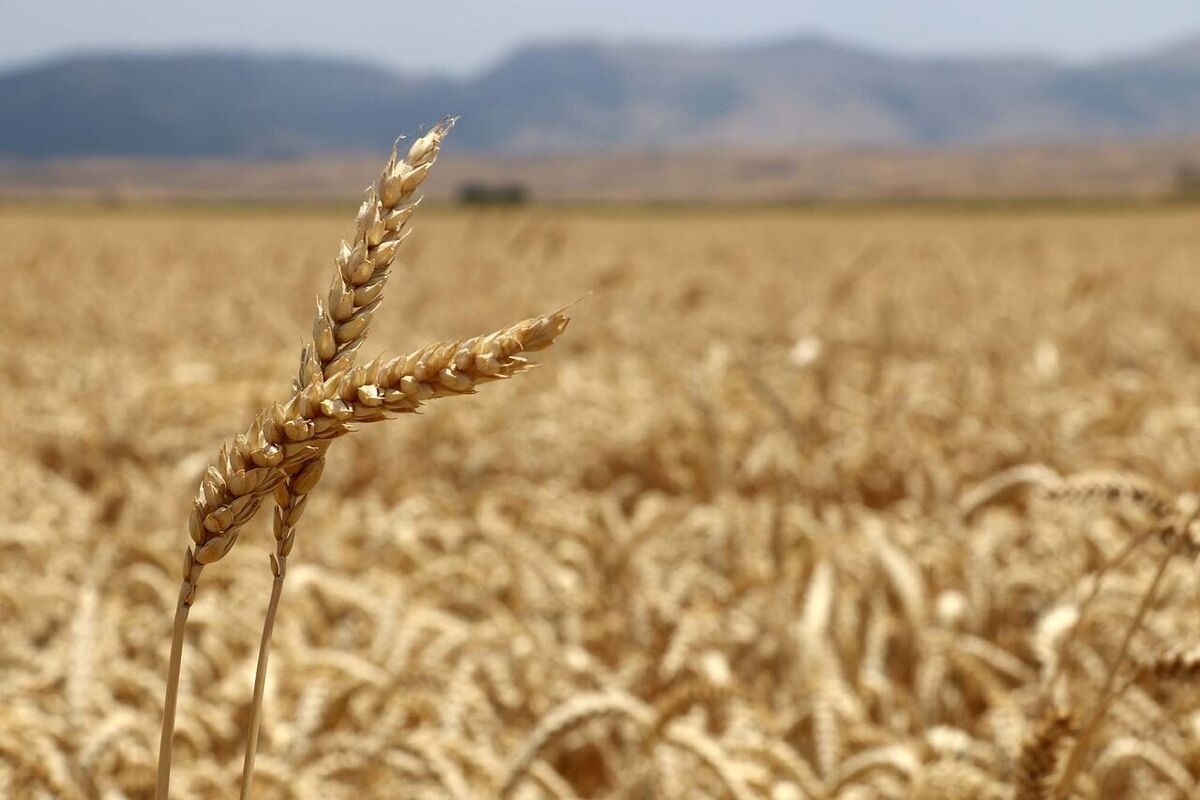 سهمیه واردات گندم و حبوبات از اتحادیه اوراسیا ابلاغ شد
