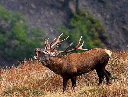 مساعی عدلیه و محیط&zwnj;بانان برای نجات زیست&zwnj;مندان جهان&zwnj;نما/ تاراج حیات&zwnj;وحش متوقف می شود