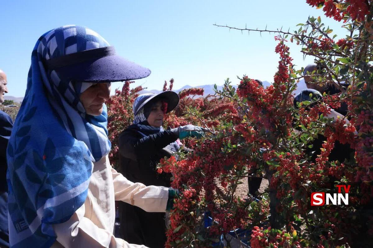 طلای سرخ در چنگال دلالان/ در نبود صنایع تبدیلی، سود زرشک خراسان جنوبی به کجا می‌رود؟