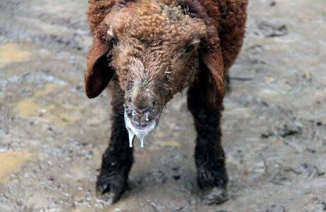 احتمال بروز تب برفکی در یزد در دست بررسی است