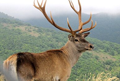 مساعی عدلیه و محیط‌بانان برای نجات زیست‌مندان جهان‌نما/ تاراج حیات‌وحش متوقف می شود