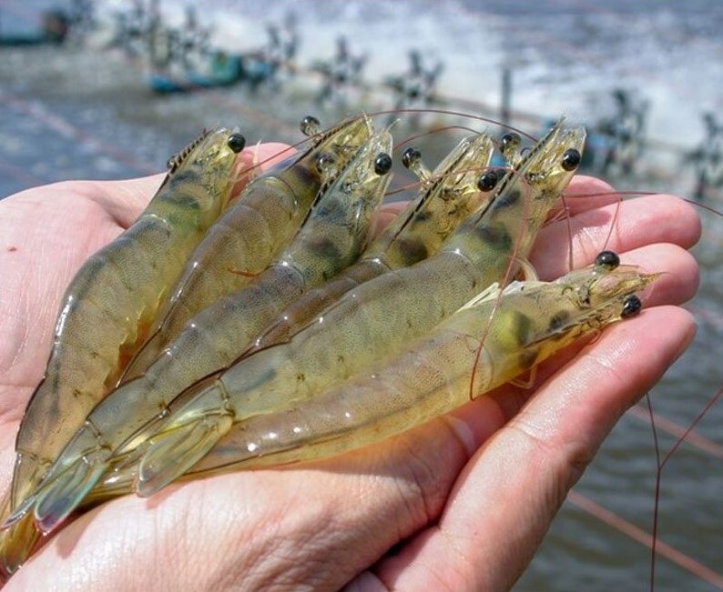 پایش مزارع پرورش میگو در بوشهر در دستور کار محیط زیست پایش مزارع پرورش میگو در بوشهر در دستور کار محیط زیست