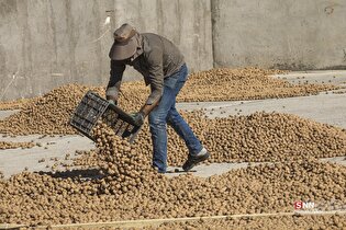 برداشت مکانیزه گردو اصلاح شده در زنجان