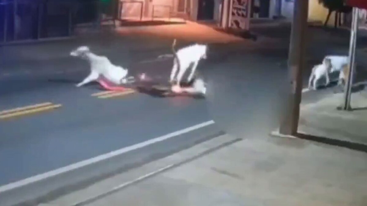 مرگ فوتبالیست برزیلی پس از تصادف با گاو!