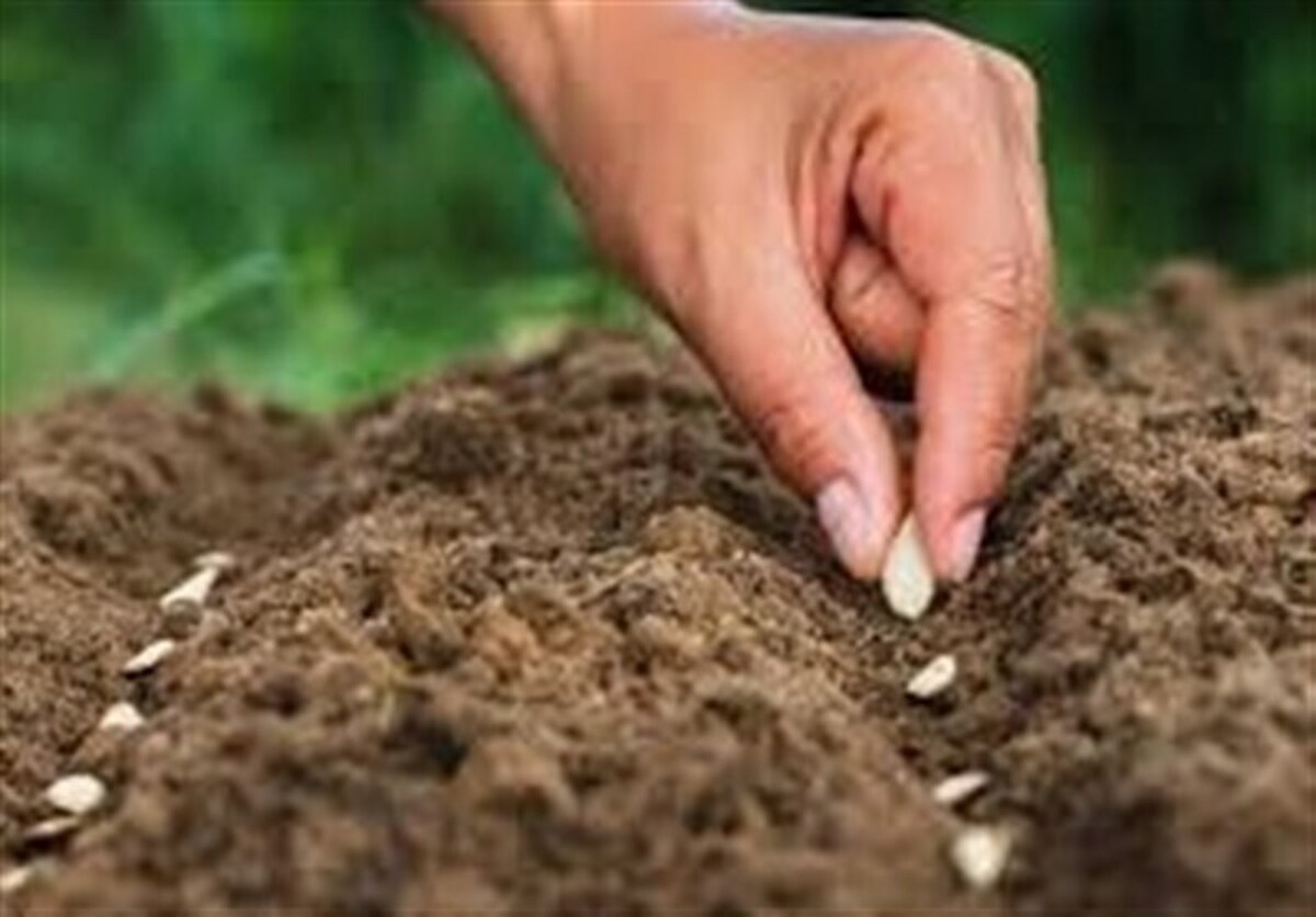 توزیع ۵۰۰ هزارتن بذر در استان‌های کشور
