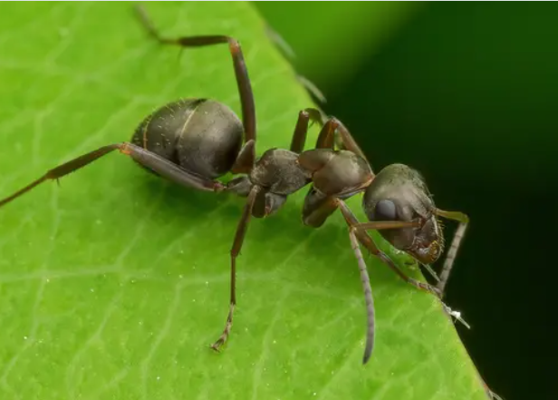 شگفتی کوچک اما هوشمند: رباتی که به گرما، رطوبت و مغناطیس واکنش نشان میدهد