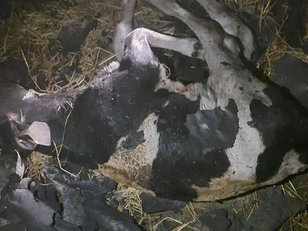 ۲۱ راس گاو در آتش سوزی فاروج تلف شدند