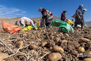 برداشت سیب زمینی از مزارع فیروزکوه