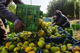 برداشت نارنگی از باغات هاشم‌آباد گرگان