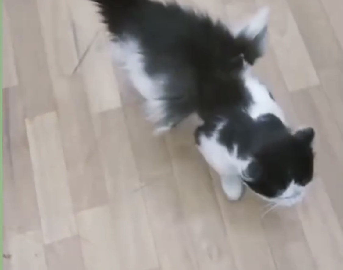 گربه بالدار در کرمان خبرساز شد / اداره کل محیط زیست استان کرمان: تایید نمی‌کنیم+فیلم