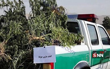 ۵۷۰ کیلوگرم ماریجوانا در غرب استان تهران کشف شد