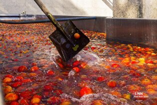 تولید رب گوجه فرنگی با صنایع تبدیلی