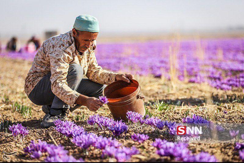 قاچاق زعفران مانع اصلی صادرات طلای سرخ ایران