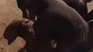 دزدی دام‌های فلسطینی توسط تروریست‌های شهرک نشین