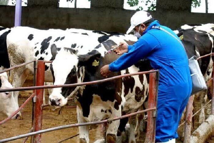 ۹۰ درصد دامهای استان البرز علیه تب برفکی واکسینه شدند