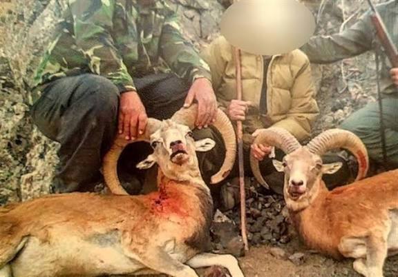 دستگیری شکارچیان سابقه‌دار کل وحشی در ارتفاعات کوه دیل گچساران