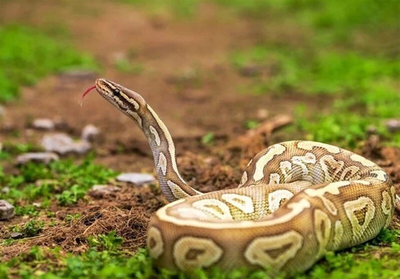 آنتیزهر آیندهدار: نانوبادیهایی پایدار، ارزان و جانساز برای مقابله با مارهای سمی