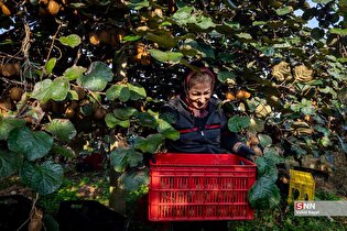 برداشت کیوی از باغات سلمانشهر