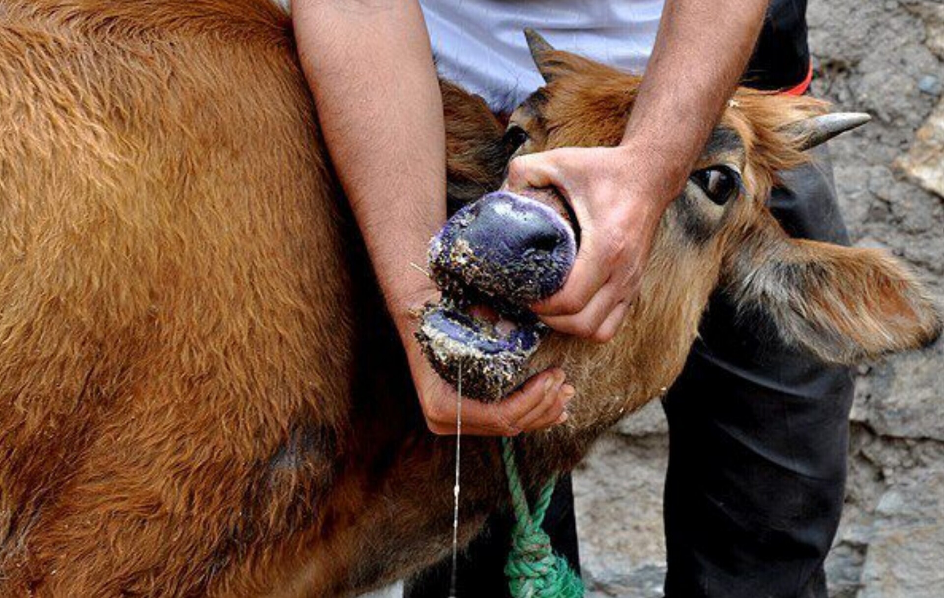 تب برفکی تأثیری بر بازار گوشت و لبنیات ندارد / وضعیت شیوع در کشور قابل کنترل است تب برفکی تأثیری بر بازار گوشت و لبنیات ندارد / وضعیت شیوع در کشور قابل کنترل است