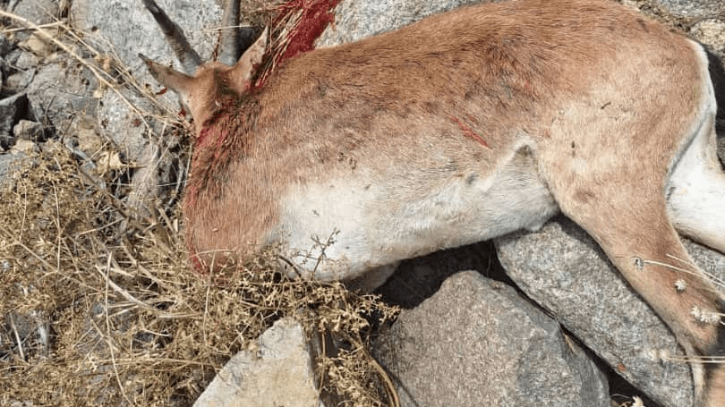 دستگیری عضو باند شکار غیرمجاز در چهارباغ / کشف سلاح، هزار فشنگ و گوشت شکار از مخفیگاه متهم