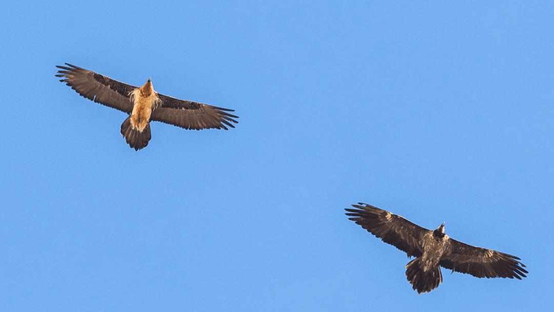 نماد خوش‌اقبالی بر فراز آسمان فریدونشهر اصفهان