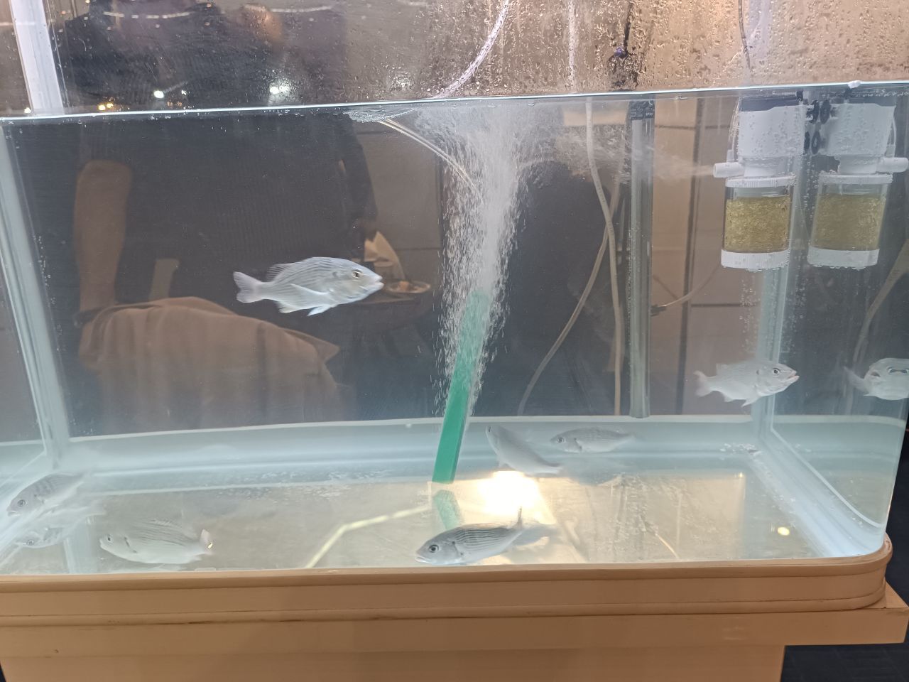 از لابراتوارهای دانشگاه تا امواج خلیج فارس؛ روایت تلاش برای بومیسازی تکثیر ماهیان دریایی