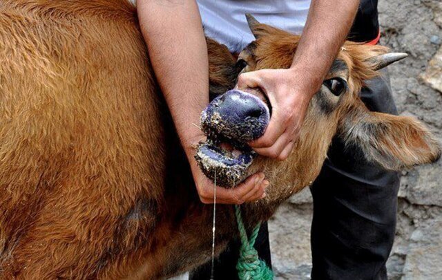 هشدار دامپزشکی اصفهان: قدرت سرایت تببرفکی ۵ برابر کرونا است