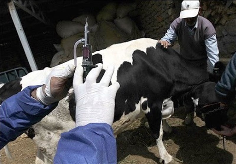 رئیس سازمان دامپزشکی: تب برفکی در ایران کنترل شد / پاندمیهای جدید محتمل است