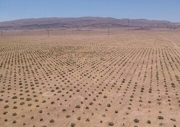 آغاز اجرای طرح مهار گرد و غبار سراجه قم با نهالکاری ۲۰۰ هکتاری