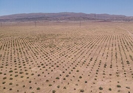 آغاز اجرای طرح مهار گرد و غبار سراجه قم با نهال‌کاری ۲۰۰ هکتاری