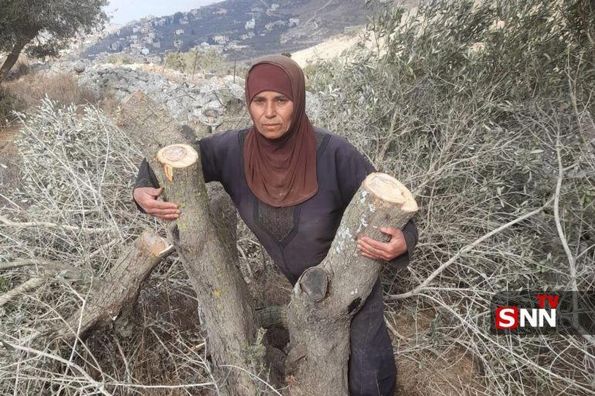 افزایش حملات اشغالگران صهیونیست علیه کشاورزان فلسطینی در کرانه باختری