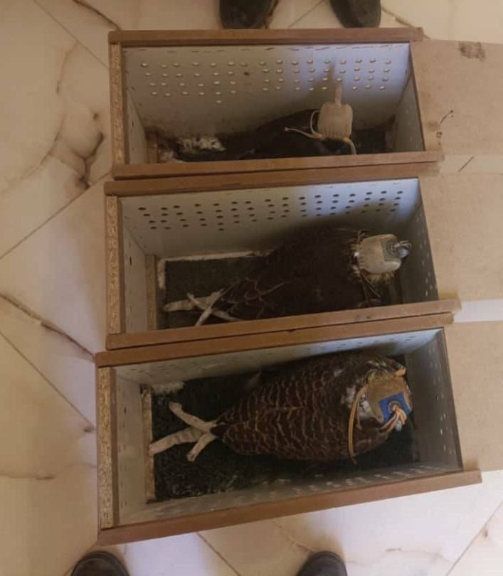 دستگیری و بازداشت شکارچیان گونه ارزشمند شاهین