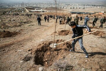 شورای جنگل و مرتع پشتوانه علمی تصمیمسازی در طرح مردمی کاشت یک میلیارد درخت