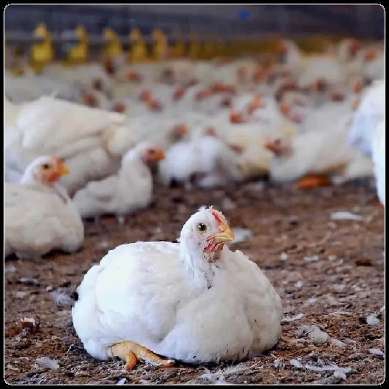 رشد۲۶ درصدی  جوجه‌ریزی در مرغداری‌های شهرستان ایلام