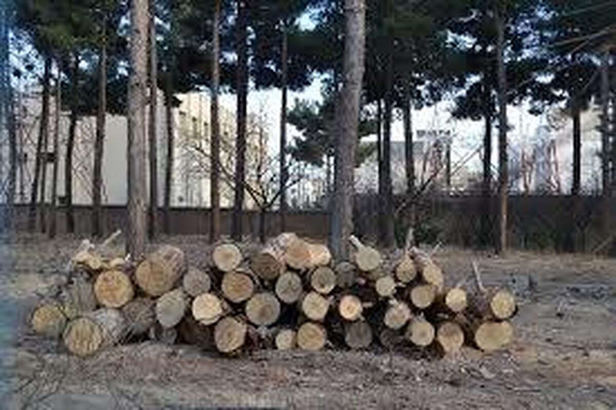 ردپای قاچاقچیان چوب در جنگل های ایران