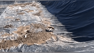 نجات موفقیت‌آمیز ۲ قلاده روباه گرفتار در استخر کشاورزی میانه + فیلم