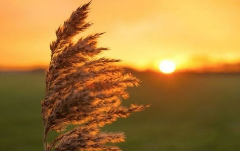 افزایش نسبی دما و وزش باد گرم در گیلان