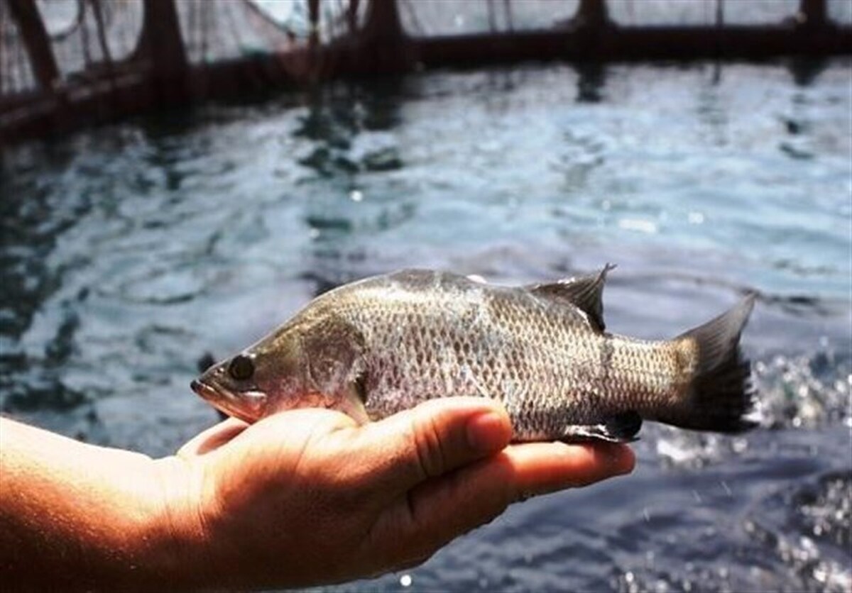 افزایش ۷۹ درصدی صادرات خوراک آبزیان/ارزآوری ۸ میلیون دلاری برای کشور