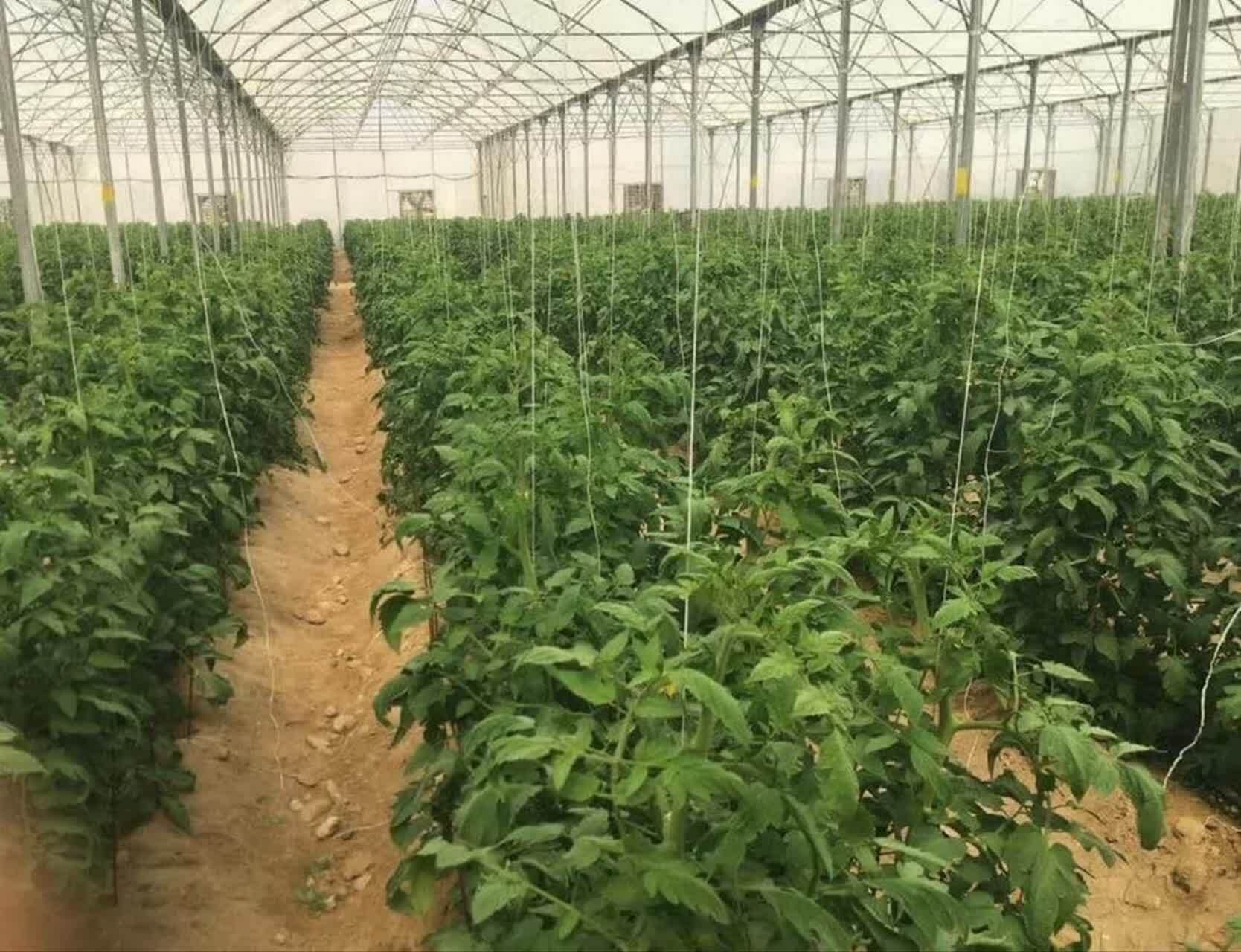 تولید سالانه ۲۱۲هزارتن محصول گلخانه&zwnj;ای در هرمزگان/شش شهرستان به عنوان مراکز اصلی تولید گلخانه&zwnj;ای