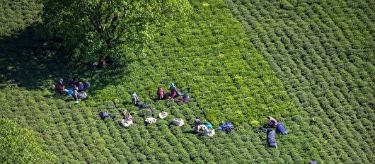 فرصت بیمه گذاری محصول چای در گیلان تمدید شد