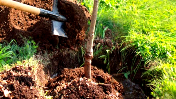 ۱۲ هزار نهال در شهرک&zwnj;های صنعتی اردبیل به یاد شهدای وطن غرس شد