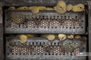 تولید بدون وقفه دَه‌ها تُن محصولات پروتئینی در استان مازندران