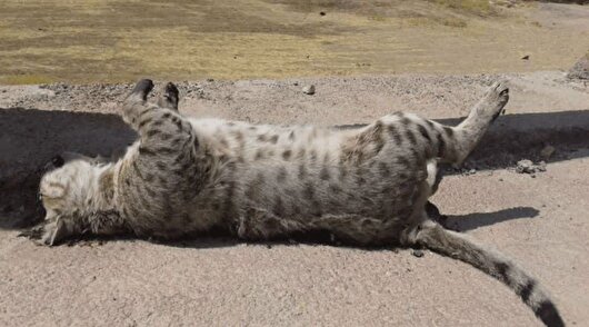 تلف شدن گربه‌وحشی در حاشیه پناهگاه حیات‌وحش آران و بیدگل بر اثر تصادف