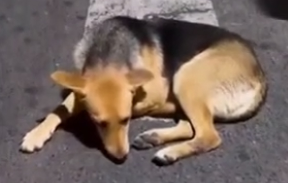 سگ برای کشورش اومد، اما پهلوی و پهلوی دوست نه