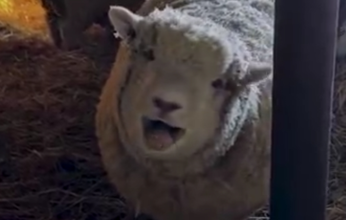 نبرد رمضان |تیپیکال گارد جاویدان؛ احمق&zwnj;هایی که درکی از وطن و وطن&zwnj;پرستی ندارند