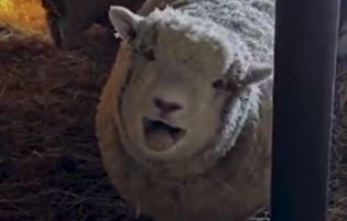 نبرد رمضان |تیپیکال گارد جاویدان؛ احمق‌هایی که درکی از وطن و وطن‌پرستی ندارند