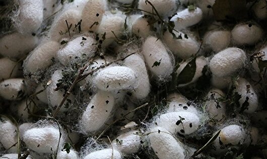 مددجویان گیلان افزون بر ۱۱۰ تن پیله‌تر ابریشم تولید کردند