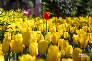 باغ ایرانی میزبان لاله‌های بهاری