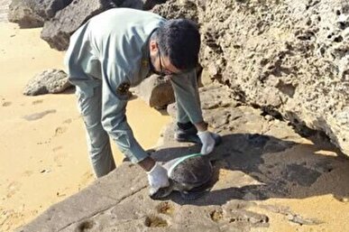 کشف لاک پشت‌های خزری و مار‌های آبی در تهران